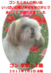 ゴンちゃんのメモリアル写真　ペット葬儀日：２０１１年１月３日　千葉県よりご依頼